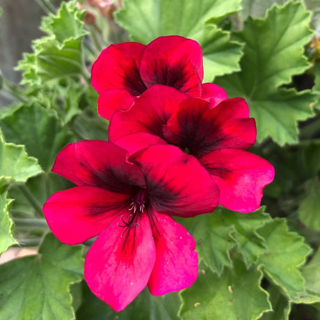 Muscata Candy Flowers Bright Red