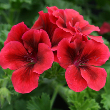 Muscata Candy Flowers Bright Red