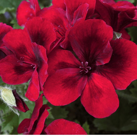 Muscata Candy Flowers Dark Red - VERDENA-10-15 cm inaltime livrate in ghiveci de 1 L