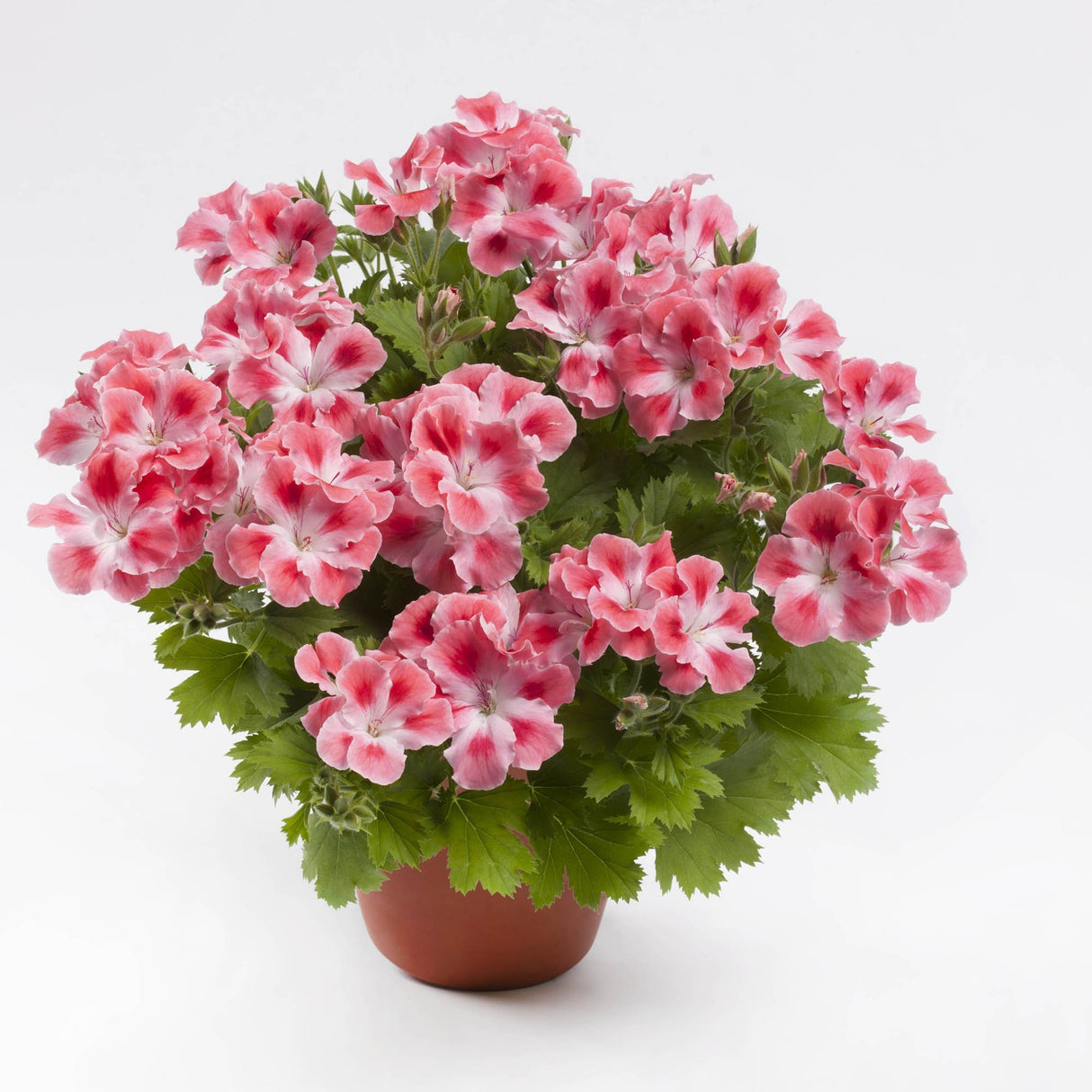 Muscata Candy Flowers Peach Cloud, ghiveci de 1L si ?12cm