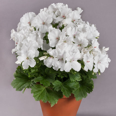 Muscata Candy Flowers White