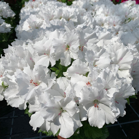 Muscata Candy Flowers White