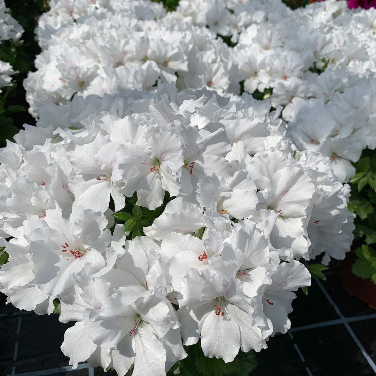 Muscata Candy Flowers White - VERDENA-10-15 cm inaltime livrate in ghiveci de 1 L