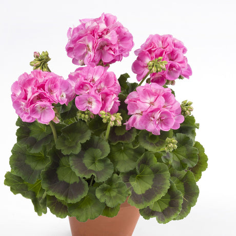 Muscata Candy Pink, ghiveci de 1L si ?12cm