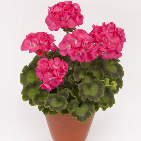 Muscata Dazzling Pink, ghiveci de 1L si ?12cm