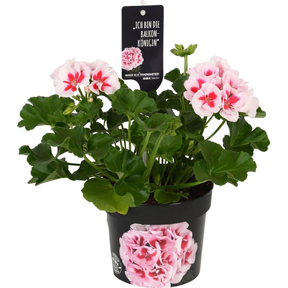 Muscata Flower Fairy White Splash, ghiveci de 1L si ?12cm