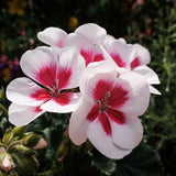 Muscata Flower Fairy White Splash, ghiveci de 1L si ?12cm