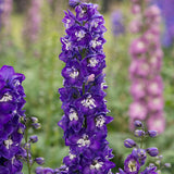 Black Friday - Reduceri Nemtisor (Delphinium) Aurora Deep Purple - Planta Perena cu Flori Purpuriu Inchis Promotie