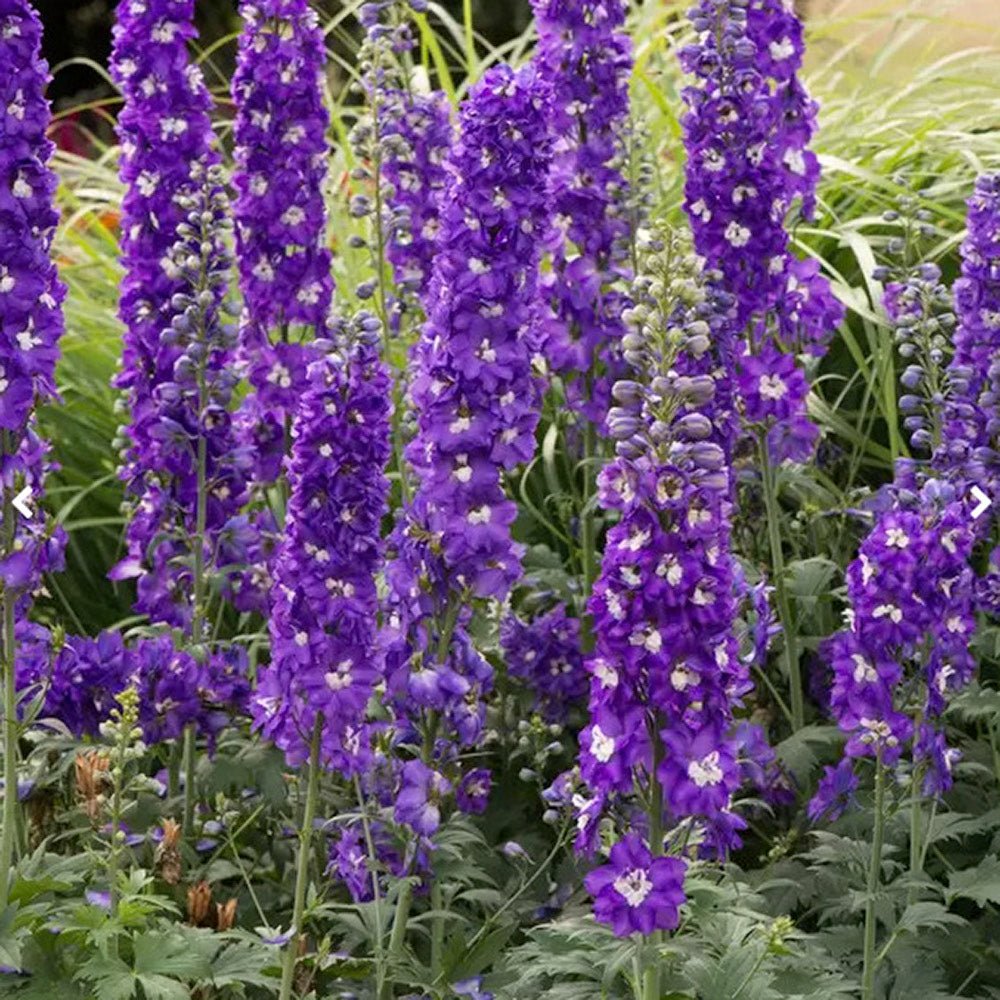 Black Friday - Reduceri Nemtisor (Delphinium) Aurora Deep Purple - Planta Perena cu Flori Purpuriu Inchis Promotie