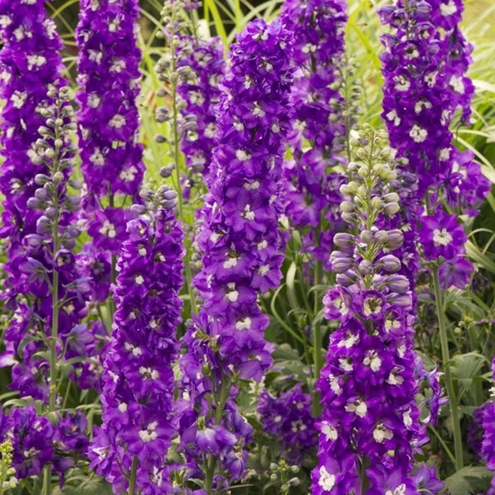 Black Friday - Reduceri Nemtisor (Delphinium) Aurora Deep Purple - Planta Perena cu Flori Purpuriu Inchis Promotie