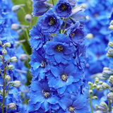 Black Friday - Reduceri Nemtisor (Delphinium) Blue Bird - Planta Perena cu Flori Albastre Delicate si Elegante Promotie