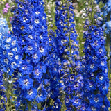 Black Friday - Reduceri Nemtisor (Delphinium) Blue Bird - Planta Perena cu Flori Albastre Delicate si Elegante Promotie