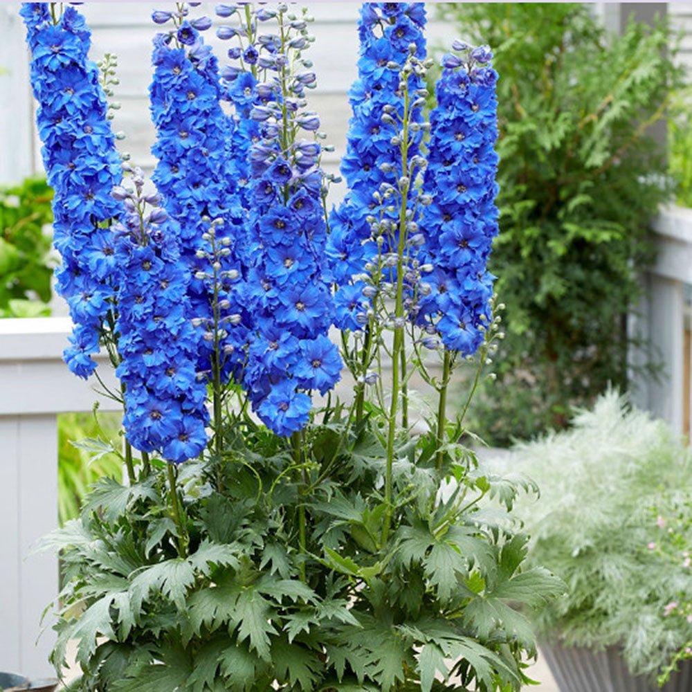 Black Friday - Reduceri Nemtisor (Delphinium) Blue Bird - Planta Perena cu Flori Albastre Delicate si Elegante Promotie