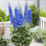 Black Friday - Reduceri Nemtisor (Delphinium) Blue Bird - Planta Perena cu Flori Albastre Delicate si Elegante Promotie