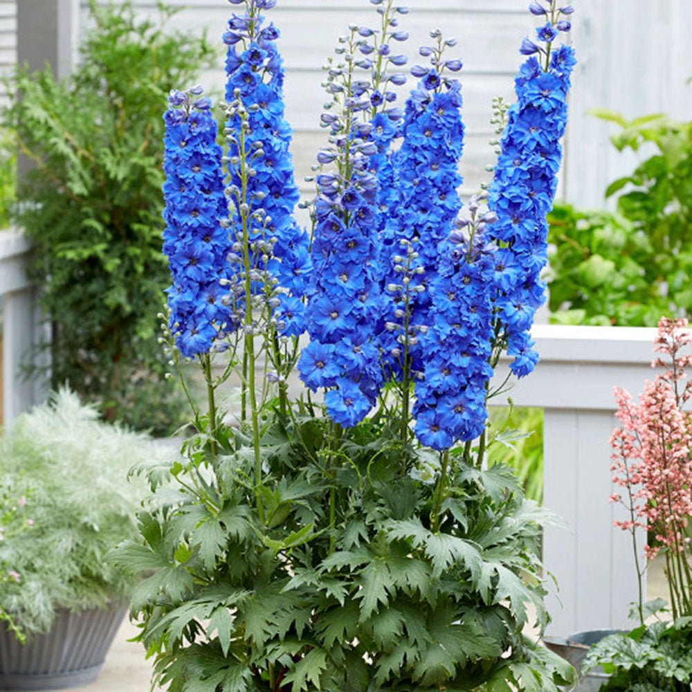 Black Friday - Reduceri Nemtisor (Delphinium) Blue Bird - Planta Perena cu Flori Albastre Delicate si Elegante Promotie