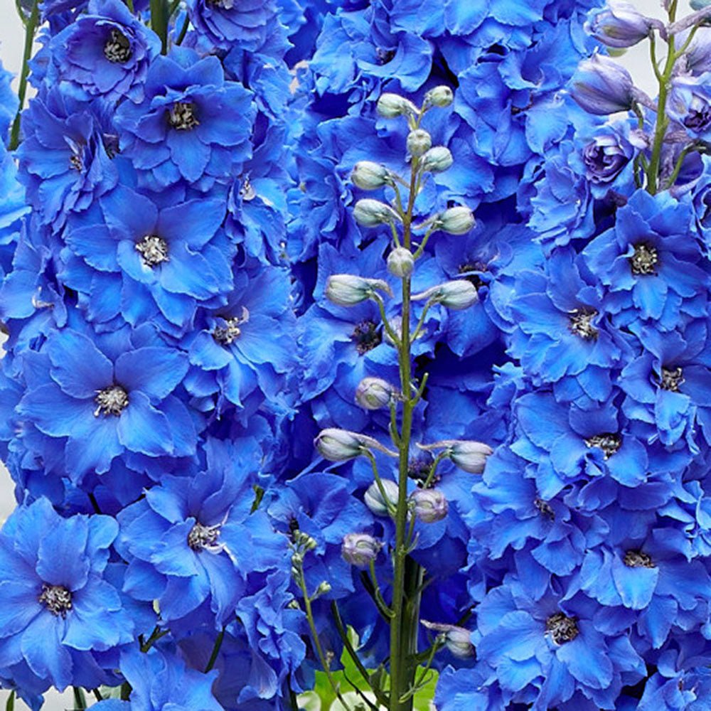 Black Friday - Reduceri Nemtisor (Delphinium) Blue Bird - Planta Perena cu Flori Albastre Delicate si Elegante Promotie