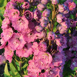 Black Friday - Reduceri Nemtisor (Delphinium) Delphis Pink Power - Planta Perena cu Flori Roz Stralucitor Promotie