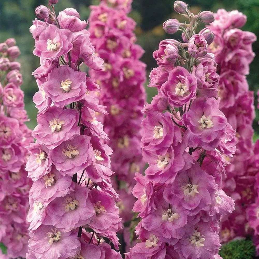 Black Friday - Reduceri Nemtisor (Delphinium) Delphis Pink Power - Planta Perena cu Flori Roz Stralucitor Promotie