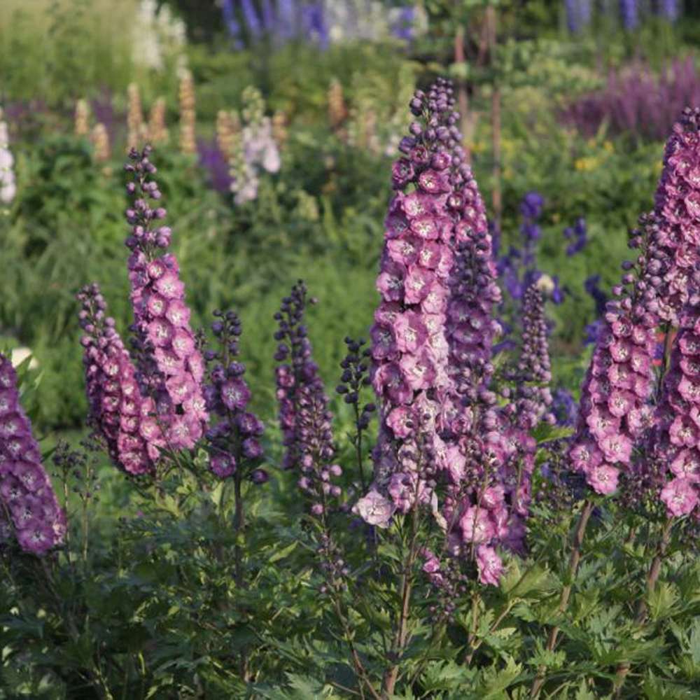 Black Friday - Reduceri Nemtisor (Delphinium) Delphis Pink Power - Planta Perena cu Flori Roz Stralucitor Promotie