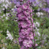 Black Friday - Reduceri Nemtisor (Delphinium) Delphis Pink Power - Planta Perena cu Flori Roz Stralucitor Promotie