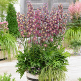 Black Friday - Reduceri Nemtisor (Delphinium) Highlander Flamenco Promotie