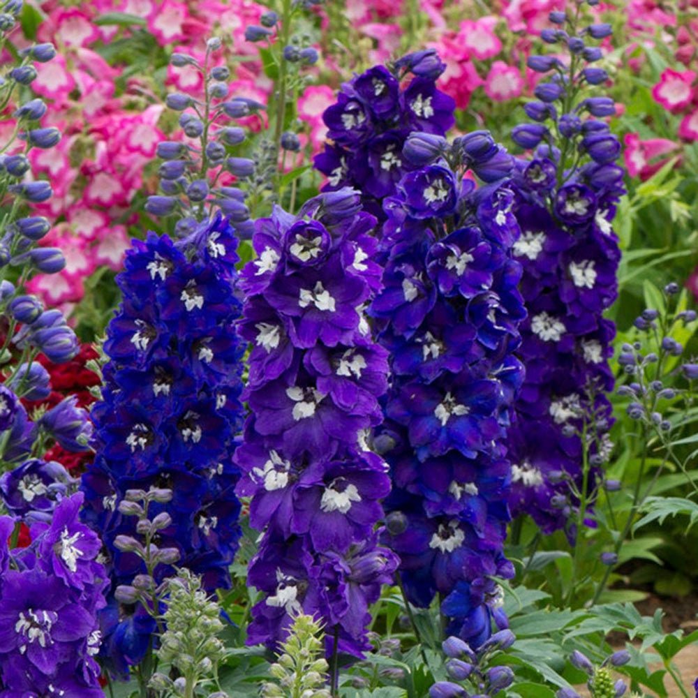 Black Friday - Reduceri Nemtisor (Delphinium) Magic Fountain Dark Blue - Planta cu flori albastre Promotie