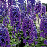 Black Friday - Reduceri Nemtisor (Delphinium) Magic Fountain Dark Blue - Planta cu flori albastre Promotie