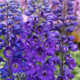 Black Friday - Reduceri Nemtisor (Delphinium) Magic Fountain Dark Blue - Planta cu flori albastre Promotie