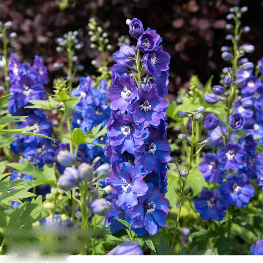 Nemtisor (Delphinium) Ocean Tiara Blue - Planta decorativa cu flori albastre - VERDENA-Livrat in ghiveci de 2 l