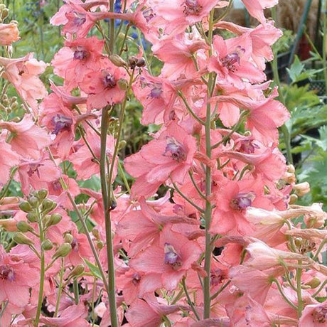 Nemtisor (Delphinium) Ruysii Pink Sensation - Planta cu flori roz - VERDENA-10-15 cm inaltime, livrat in ghiveci de 1.1 l