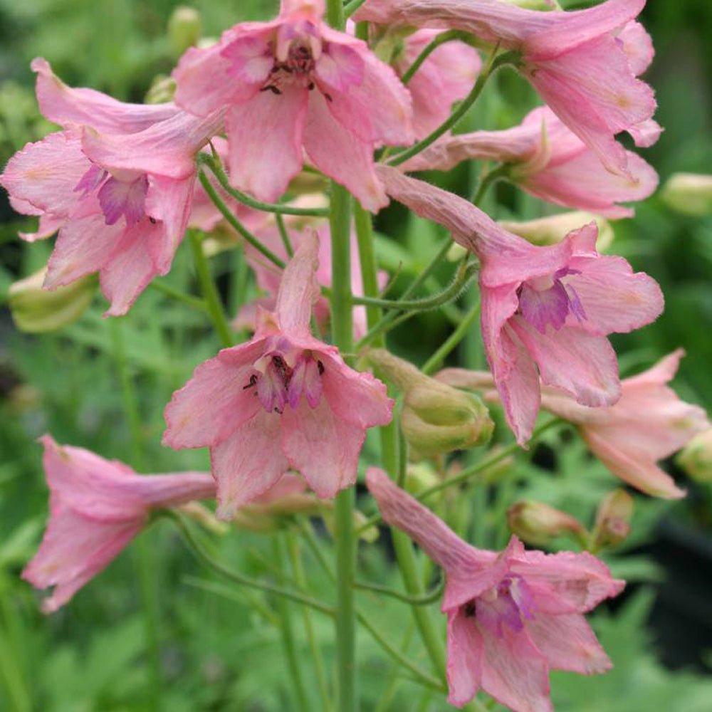 Black Friday - Reduceri Nemtisor (Delphinium) Ruysii Pink Sensation - Planta cu flori roz Promotie