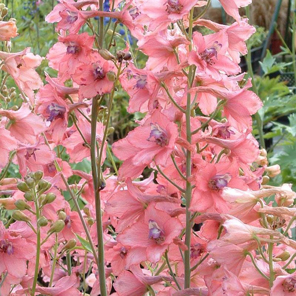 Black Friday - Reduceri Nemtisor (Delphinium) Ruysii Pink Sensation - Planta cu flori roz Promotie