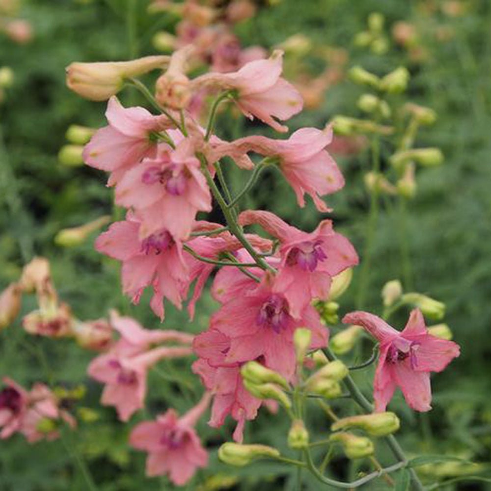 Black Friday - Reduceri Nemtisor (Delphinium) Ruysii Pink Sensation - Planta cu flori roz Promotie