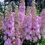 Nemtisor (Delphinium) Strawberry Fair - Planta cu flori roz si alb - VERDENA-10-15 cm inaltime, livrat in ghiveci de 1.1 l