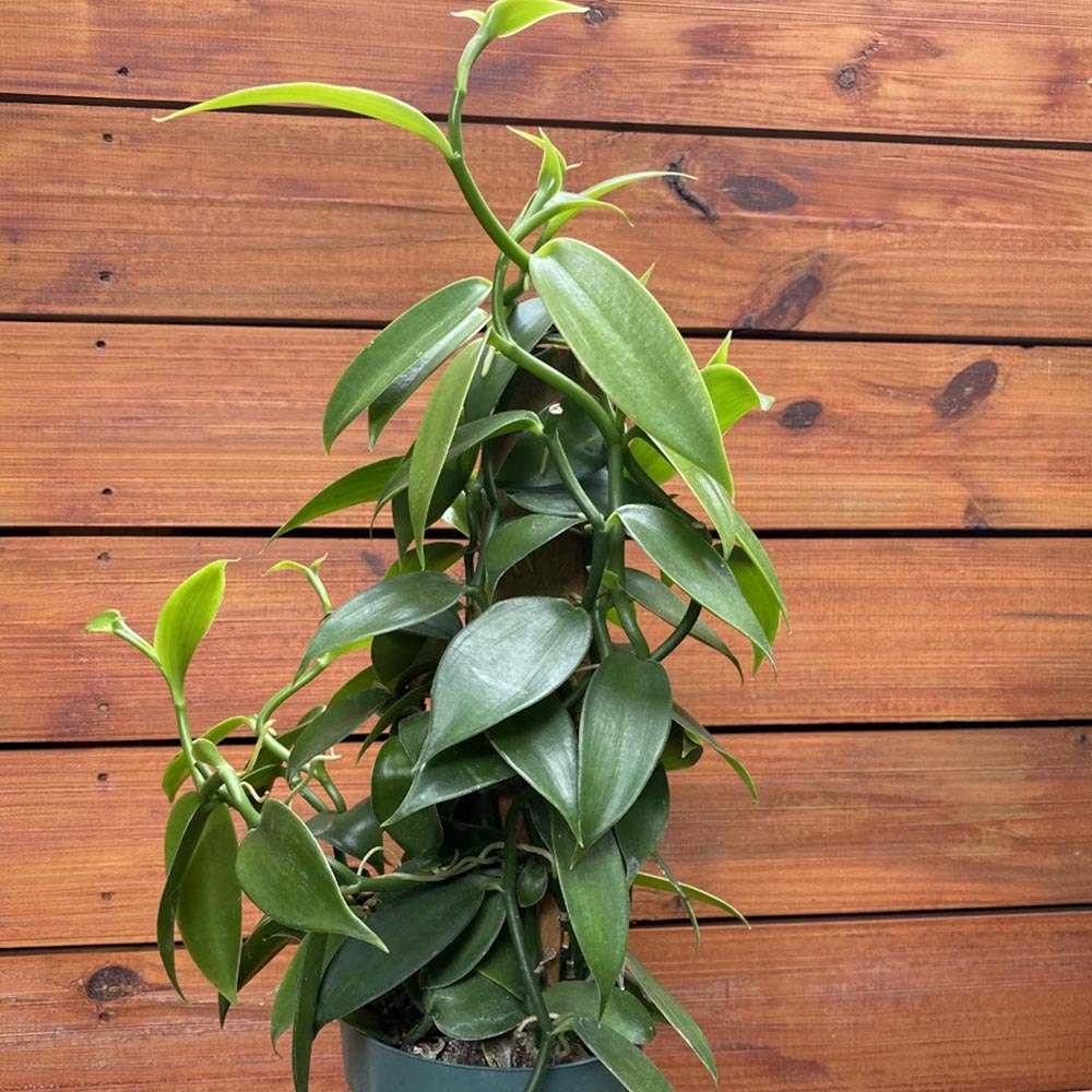 Orhideea de Vanilie (Vanilla Planifolia) - VERDENA-40 cm inaltime, livrat in ghiveci de 1.2 l