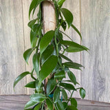 Orhideea de Vanilie (Vanilla Planifolia) - VERDENA-40 cm inaltime, livrat in ghiveci de 1.2 l