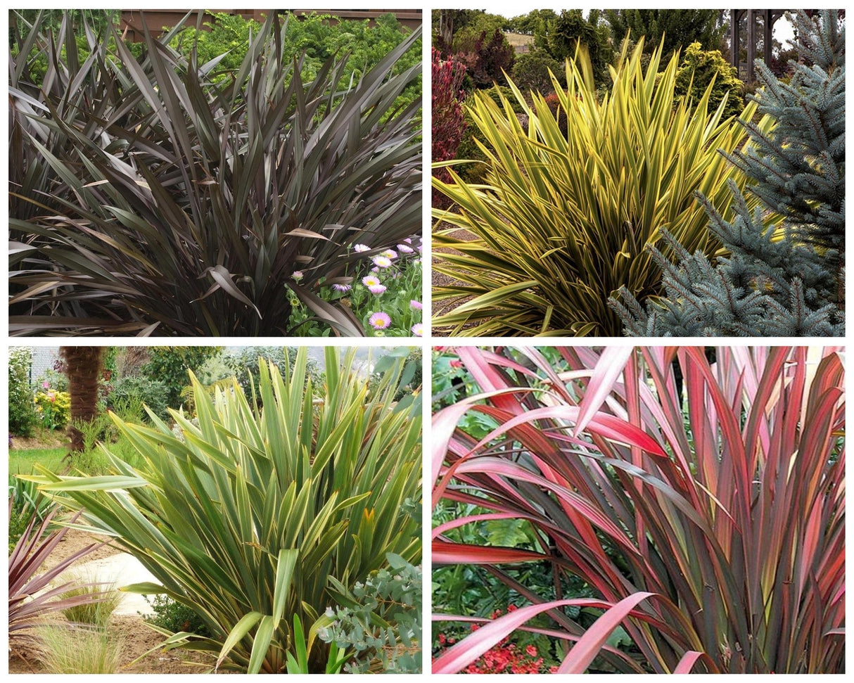 Pachet PROMO Phormium - Mix Culori, Default Title