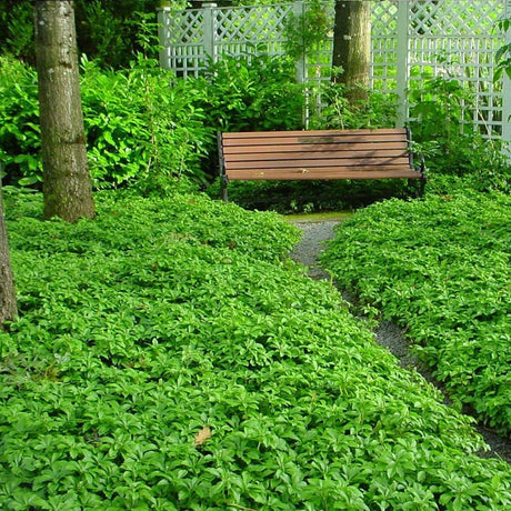 Pachysandra Green Carpet - VERDENA-10-15 cm inaltime livrat in ghiveci de 0.7 L