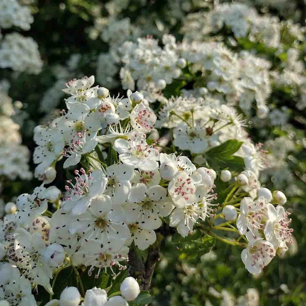 Paducel de Padure (Crataegus laevigata), cu flori albe - VERDENA-80-100 cm inaltime, livrat in ghiveci de 3 l