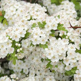 Paducel de Padure (Crataegus laevigata), cu flori albe - VERDENA-80-100 cm inaltime, livrat in ghiveci de 3 l