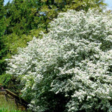 Paducel de Padure (Crataegus laevigata), cu flori albe - VERDENA-100-125 cm inaltime, livrat in ghiveci de 7.5 l