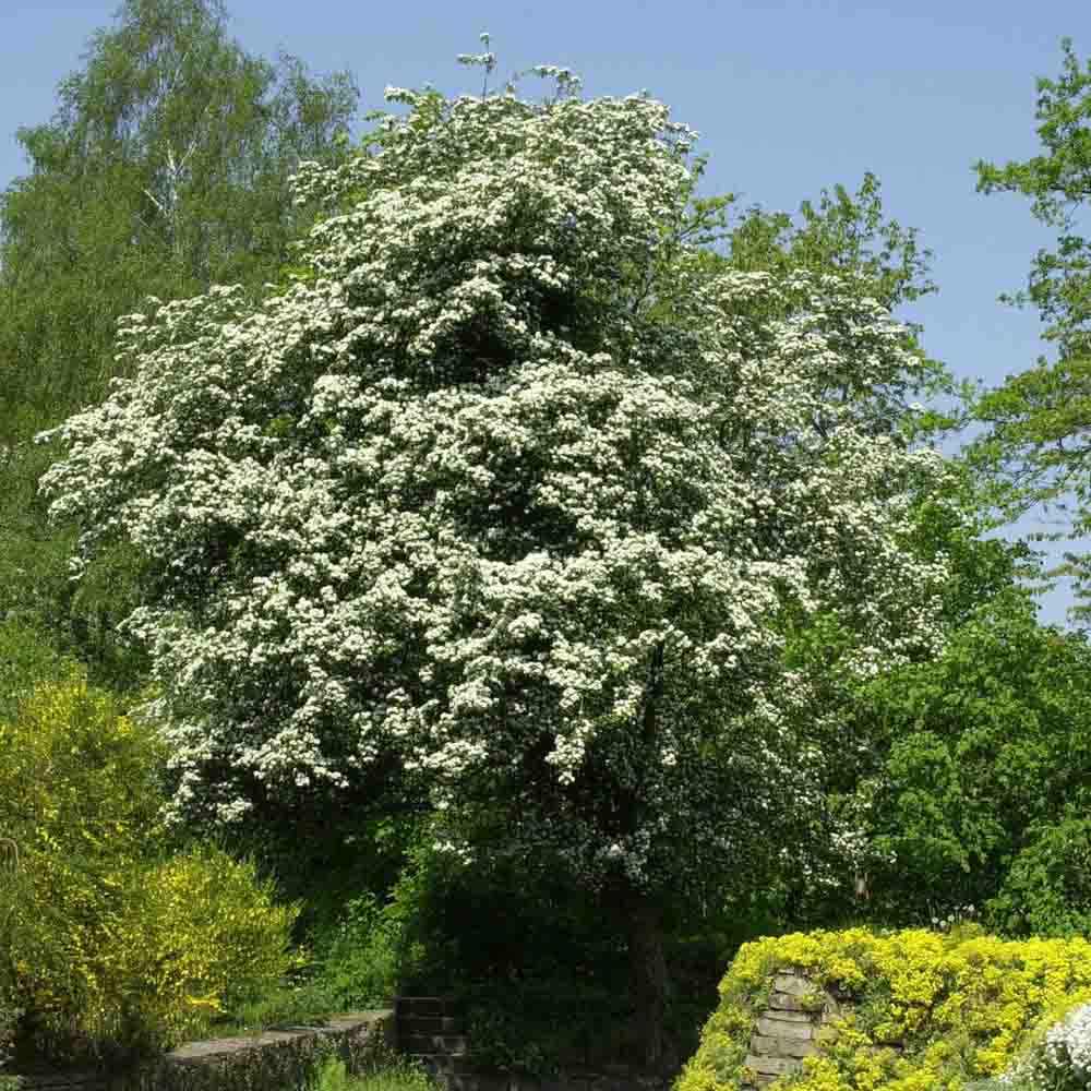 Paducel de Padure (Crataegus laevigata), cu flori albe - VERDENA-80-100 cm inaltime, livrat in ghiveci de 3 l