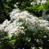 Paducel de Padure (Crataegus laevigata), cu flori albe - VERDENA-100-125 cm inaltime, livrat in ghiveci de 7.5 l