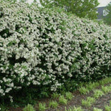 Paducel de Padure (Crataegus laevigata), cu flori albe - VERDENA-80-100 cm inaltime, livrat in ghiveci de 3 l