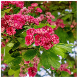 Paducelul Paul's Scarlet (Crataegus media), cu flori rosii - VERDENA-80-100 cm inaltime, livrat in ghiveci de 7.5 l