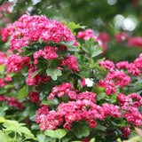 Paducelul Paul's Scarlet (Crataegus media), cu flori rosii - VERDENA-80-100 cm inaltime, livrat in ghiveci de 7.5 l