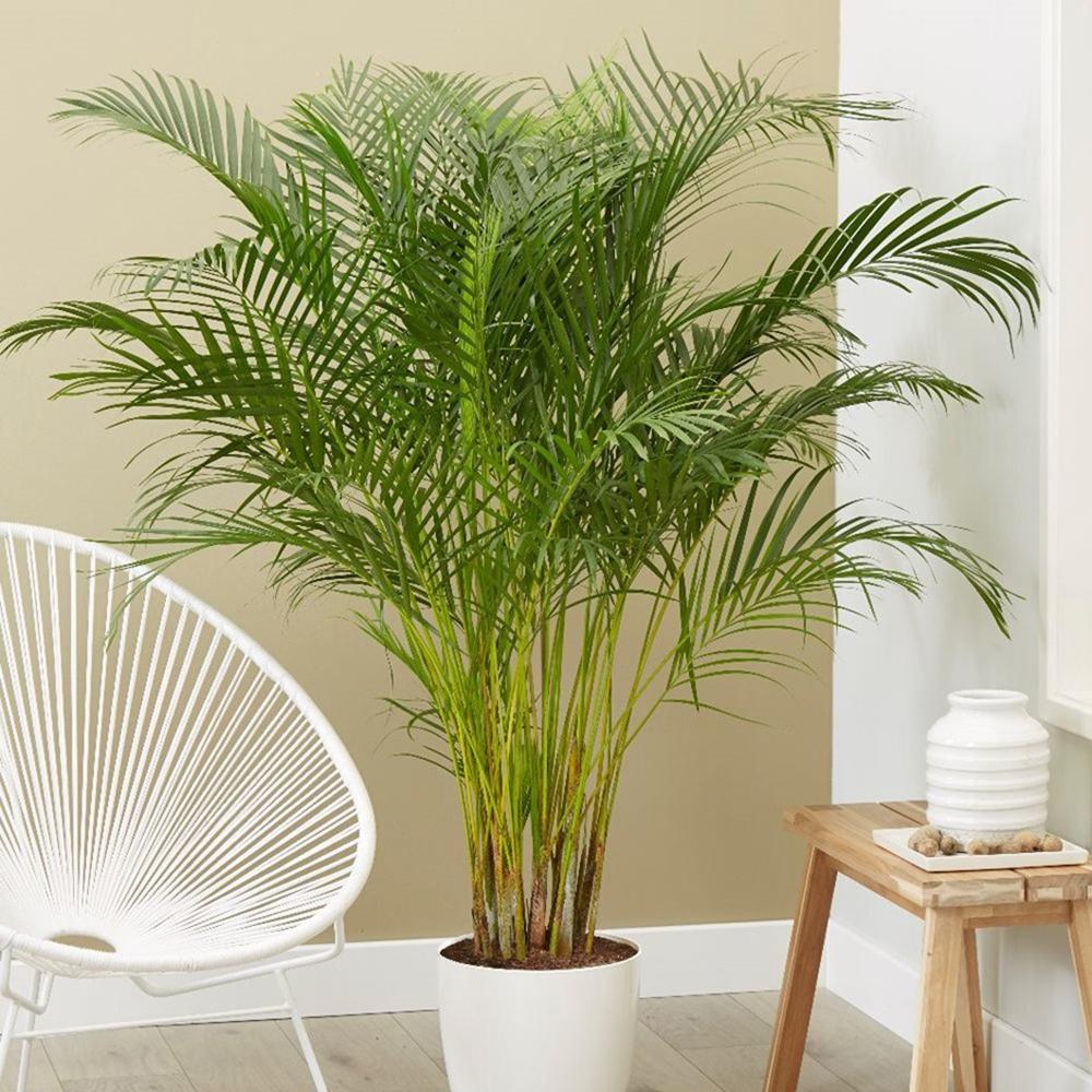 Palmier Areca dypsis lutescens - 100 cm - VERDENA-100 cm la livrare, in ghiveci de Ø 21 cm