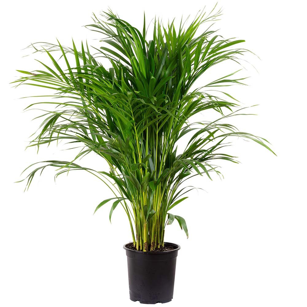 Palmier Areca dypsis lutescens - 110 cm - VERDENA-110 cm inaltime in ghiveci de 3 L