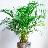 Palmier Areca dypsis lutescens - 110 cm - VERDENA-110 cm inaltime in ghiveci de 3 L