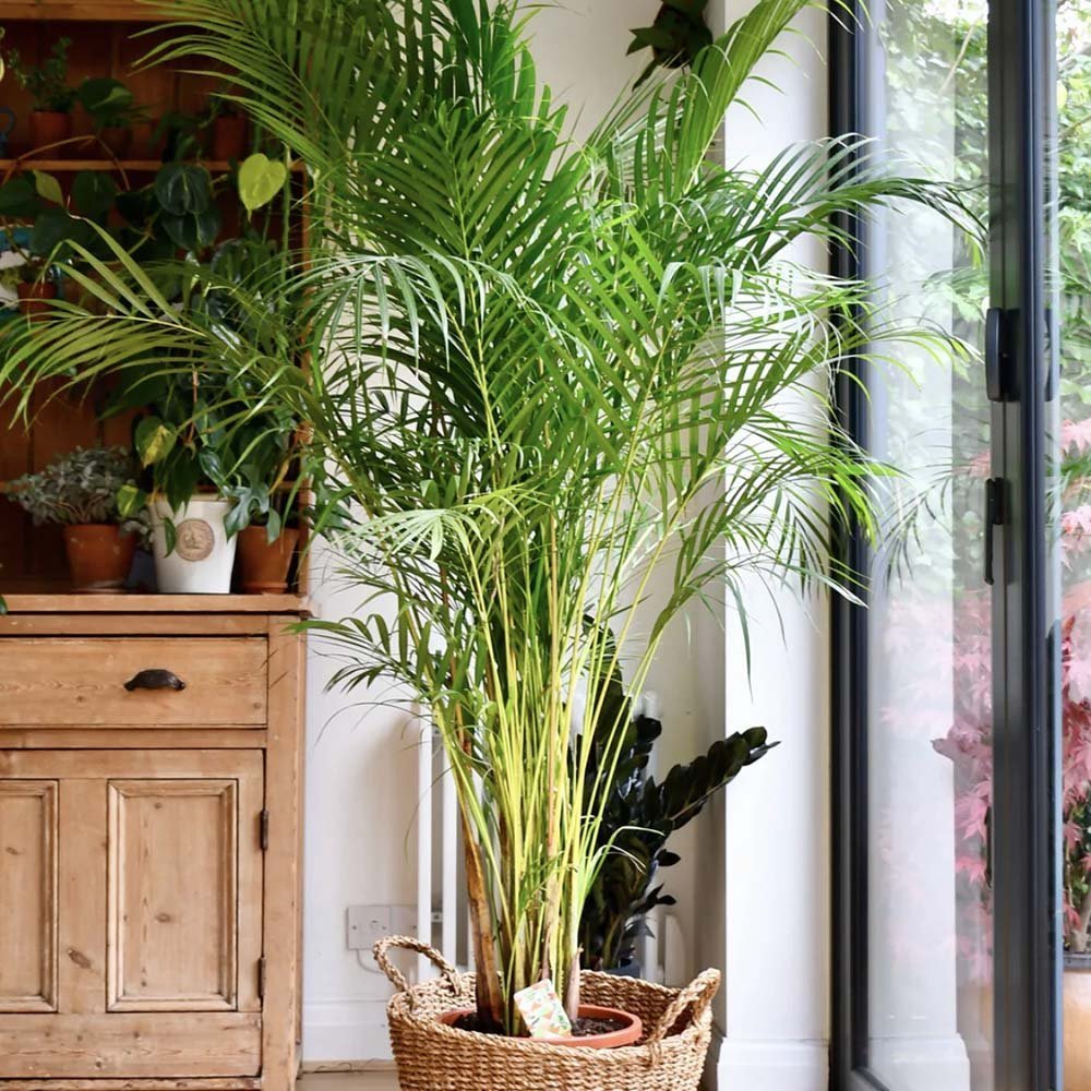 Palmier Areca dypsis lutescens - 110 cm - VERDENA-110 cm inaltime in ghiveci de 3 L